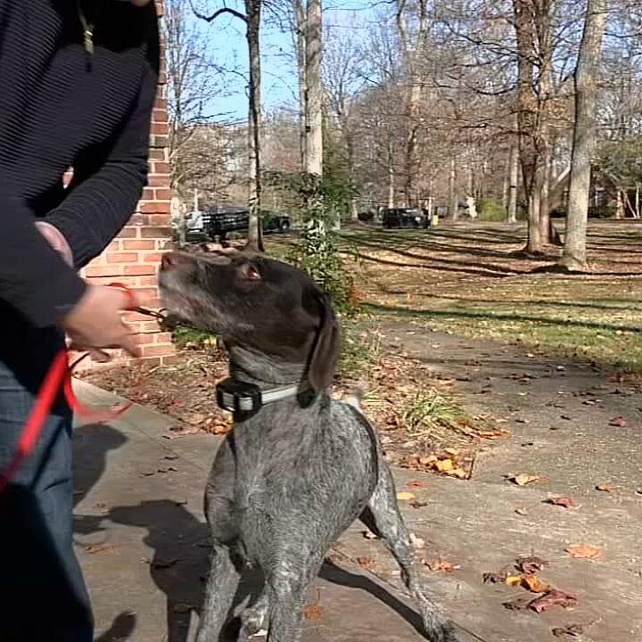 Coyote attack on dog in Oldham County prompts safety warnings